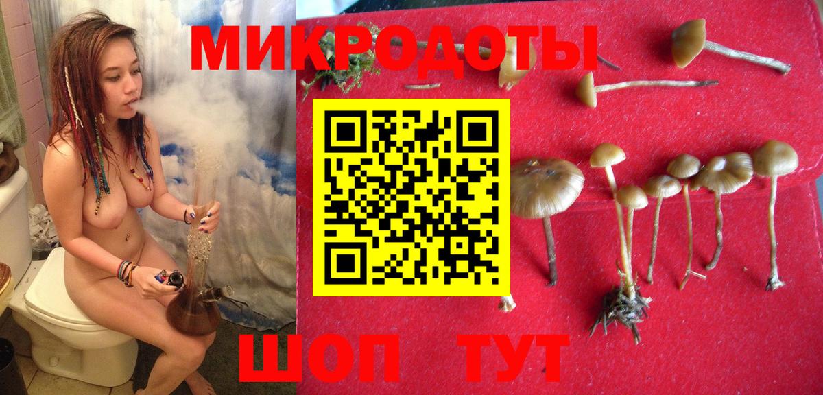 Псилоцибиновые грибы Psilocybe Кингисепп